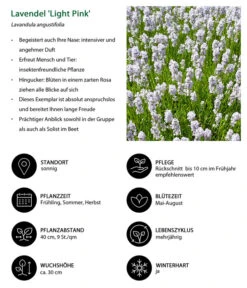 Lavendel-Set Lavendel-Vielfalt, 4-teilig -Biohort || LECHUZA Verkaufsgeschäft 7805781 WE IG 001 LavendelLightPinkAngustifoliaLightPinkLuckner