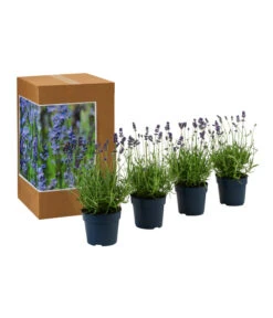 Dehners Bienen-Lavendel, 4er-Set -Biohort || LECHUZA Verkaufsgeschäft 7805799 WE FS 002 LavendelpaketBieneBienenlavendelLavandula4PflanzenT12