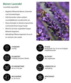 Dehners Bienen-Lavendel, 4er-Set -Biohort || LECHUZA Verkaufsgeschäft 7805799 WE IG 001 BienenLavendel 1