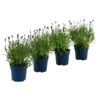 Schmetterlings-Lavendel 'Royal Blue', 4er-Set -Biohort || LECHUZA Verkaufsgeschäft 7805807 WE FS 001 LavendelpaketLavandulaSchmetterlingslavendel4PflanzenT12