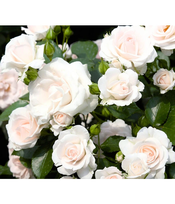 Bodendeckerrose 'Aspirin®', 3er-Set 3 Bodendeckerrose 'Aspirin®', 3er-Set