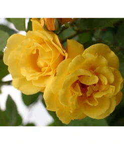 Kletterrosen 'Klettermaxe®' 19 Kletterrosen 'Klettermaxe®' -Biohort || LECHUZA Verkaufsgeschäft 7859457 WE DE 001 KletterroseGoldenGate