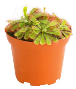 Sonnentau - Drosera Aliciae