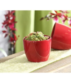 Sonnentau - Drosera Aliciae -Biohort || LECHUZA Verkaufsgeschäft 7975980 WE MO 001 SonnentauDroseraCapensisT9DehnerExpressHerzig