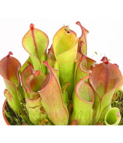 Sumpfkrug - Heliamphora -Biohort || LECHUZA Verkaufsgeschäft 7976046 WE DE 001 SumpfkrugHeliamphoraHeterodoxaXMinorT9DehnerExpressHerzig