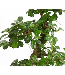 Bonsai Fukientee - Carmona Microphylla, 10 Jahre -Biohort || LECHUZA Verkaufsgeschäft 7977002 WE DE 001 BonsaiFukienteeCarmonaMicrophylla10JahreDehnerExpressHerzig2