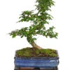 Bonsai Fukientee - Carmona Microphylla, 10 Jahre 2 Bonsai Fukientee - Carmona Microphylla, 10 Jahre -Biohort || LECHUZA Verkaufsgeschäft 7977002 WE FS 001 BonsaiFukienteeCarmonaMicrophylla10JahreDehnerExpressHerzig2