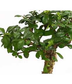 Bonsai Fukientee - Carmona Microphylla, Kugelförmig, 6 Jahre -Biohort || LECHUZA Verkaufsgeschäft 7977036 WE DE 001 BonsaiFukienteeCarmonaMicrophylla6JahreKugelformDehnerExpressHerzig