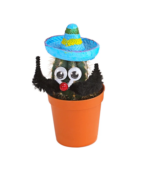 Kaktus Mit Sombrero - Cactaceae, Verschiedene Sorten 3 Kaktus Mit Sombrero - Cactaceae, Verschiedene Sorten