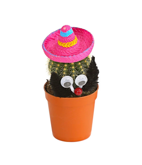 Kaktus Mit Sombrero - Cactaceae, Verschiedene Sorten 4 Kaktus Mit Sombrero - Cactaceae, Verschiedene Sorten – Bild 2