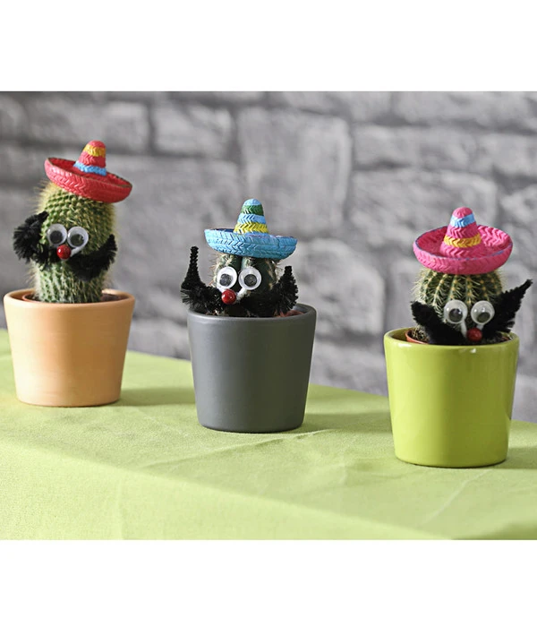 Kaktus Mit Sombrero - Cactaceae, Verschiedene Sorten 7 Kaktus Mit Sombrero - Cactaceae, Verschiedene Sorten – Bild 5