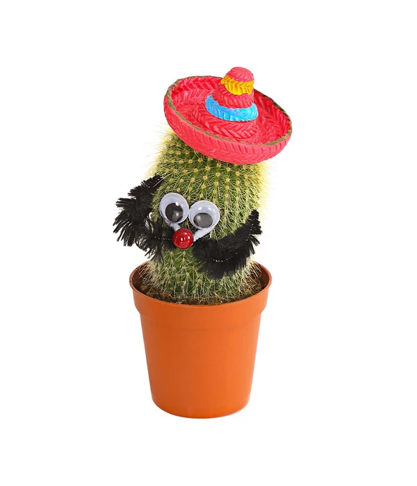 Kaktus Mit Sombrero - Cactaceae, Verschiedene Sorten 5 Kaktus Mit Sombrero - Cactaceae, Verschiedene Sorten – Bild 3