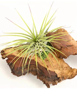 Tillandsien-Arrangement Auf Mopani-Wurzel - Tillandsia Hybride, 2-teilig 6 Tillandsien-Arrangement Auf Mopani-Wurzel - Tillandsia Hybride, 2-teilig -Biohort || LECHUZA Verkaufsgeschäft 7977606 WE DE 001 TIllandsienAufMopaniwurzelS1PflanzeDehnerExpressHerzig