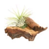 Tillandsien-Arrangement Auf Mopani-Wurzel - Tillandsia Hybride, 2-teilig 1 Tillandsien-Arrangement Auf Mopani-Wurzel - Tillandsia Hybride, 2-teilig -Biohort || LECHUZA Verkaufsgeschäft 7977606 WE FS 001 TIllandsienAufMopaniwurzelS1PflanzeDehnerExpressHerzig
