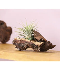 Tillandsien-Arrangement Auf Mopani-Wurzel - Tillandsia Hybride, 2-teilig 7 Tillandsien-Arrangement Auf Mopani-Wurzel - Tillandsia Hybride, 2-teilig -Biohort || LECHUZA Verkaufsgeschäft 7977606 WE MO 001 TIllandsienAufMopaniwurzelS1PflanzeDehnerExpressHerzig