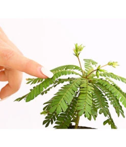 Südseepalme - Biophytum Sensitivum, 2er-Set -Biohort || LECHUZA Verkaufsgeschäft 7977762 PR DE 001 BiophytumSensitivumSuedseepalme2erSetT9StreckeDehnerExpressHerzig