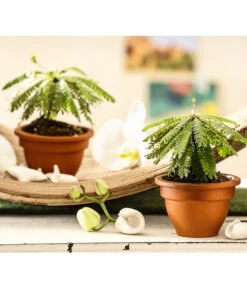 Südseepalme - Biophytum Sensitivum, 2er-Set -Biohort || LECHUZA Verkaufsgeschäft 7977762 WE MO 001 BiophytumSensitivumSuedseepalme2erSetT9StreckeDehnerExpressHerzig