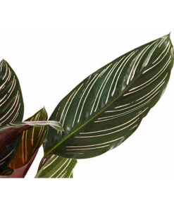 Korbmarante - Calathea Ornata -Biohort || LECHUZA Verkaufsgeschäft 7977887 PR DE 001 CalatheaOrnataKorbmarantheT14StreckeDehnerExpressHerzig