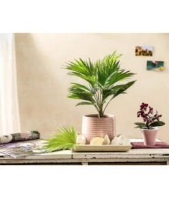 Rundblättrige Schirmpalme - Livistona Rotundifolia 7 Rundblättrige Schirmpalme - Livistona Rotundifolia -Biohort || LECHUZA Verkaufsgeschäft 7977903 PR MO 001 SchirmpalmenDehnerExpressHerzig