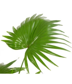 Rundblättrige Schirmpalme - Livistona Rotundifolia 6 Rundblättrige Schirmpalme - Livistona Rotundifolia -Biohort || LECHUZA Verkaufsgeschäft 7977903 WE DE 001 Livistonia8240806