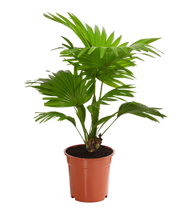 Rundblättrige Schirmpalme - Livistona Rotundifolia 3 Rundblättrige Schirmpalme - Livistona Rotundifolia