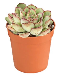 Echeverien-Set - Echeveria, Verschiedene Sorten -Biohort || LECHUZA Verkaufsgeschäft 7978117 PR FS 005 EcheverieSukkulenten6erSetT6DehnerExpressHerzig