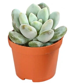 Echeverien-Set - Echeveria, Verschiedene Sorten -Biohort || LECHUZA Verkaufsgeschäft 7978117 PR FS 006 EcheverieSukkulenten6erSetT6DehnerExpressHerzig