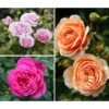 Rosen-Set Dufterlebnis, Pink/lavendel/apricot, 3-teilig -Biohort || LECHUZA Verkaufsgeschäft 7978141 PR MO 001 RosenpaketDufterlebnisTantau