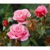 Nostalgie®-Edelrose 'Wildberry®' -Biohort || LECHUZA Verkaufsgeschäft 7978299 PR DE 001 RoseWildberryTantau