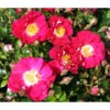 Bodendeckerrose 'Lipstick®', 3er-Set -Biohort || LECHUZA Verkaufsgeschäft 7978356 WE DE 002 RoseLipstickTantau