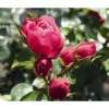 Noblesse® Spray-Rose 'Magic Rokoko®' -Biohort || LECHUZA Verkaufsgeschäft 7978364 WE DE 001 RoseMagicRokokoTantau