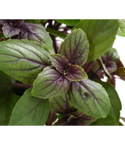 Dehner Gourmet Garten Strauchbasilikum 'Magic Blue' -Biohort || LECHUZA Verkaufsgeschäft 8001869 WE DE 001 GourmetGartenBasilikumMagicBlue