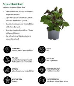 Dehner Gourmet Garten Strauchbasilikum 'Magic Blue' -Biohort || LECHUZA Verkaufsgeschäft 8001869 WE IG 001 Strauchbasilikum