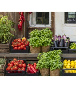 Tomate 'Previa' -Biohort || LECHUZA Verkaufsgeschäft 8002578 WE MO 001 BellaItaliaTomatePaprikaBasilikum2021GC04