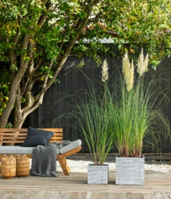 Pampasgras 'Evita' -Biohort || LECHUZA Verkaufsgeschäft 8010290 WE MO 001 PampasgrasEvita BestOFGraeser2022