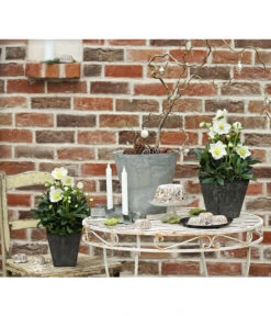 Christrose 'HGC® Wintergold®' -Biohort || LECHUZA Verkaufsgeschäft 8015000 PR MO 001 HelleborusWintergoldChristroseHelleborusshootingDehnerExpressHerzig