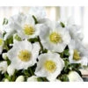 Christrose 'HGC® Wintergold®' -Biohort || LECHUZA Verkaufsgeschäft 8015000 WE FS 002 ChristroseHGCWintergold
