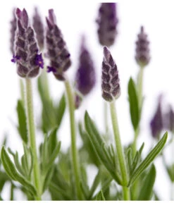 Schopf-Lavendel -Biohort || LECHUZA Verkaufsgeschäft 8017014 WE DE 001 LavendelSchopflavendelLavandulaStoechasT13DehnerExpressZS