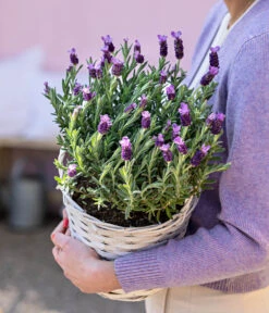 Schopf-Lavendel -Biohort || LECHUZA Verkaufsgeschäft 8017014 WE MO 001 LavendelKorb