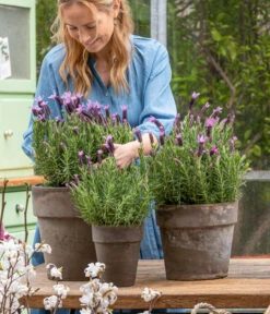 Schopf-Lavendel -Biohort || LECHUZA Verkaufsgeschäft 8017014 WE MO 001 SchopfLavendelStoechas