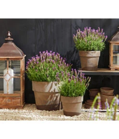 Schopf-Lavendel -Biohort || LECHUZA Verkaufsgeschäft 8017014 WE MO 001 Schopflavendel