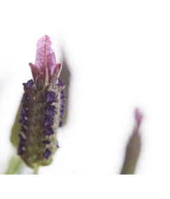 Schopf-Lavendel -Biohort || LECHUZA Verkaufsgeschäft 8017089 PR DE 001 LavendelStoechasLavandulaStoechasT18DehnerExpressHerzig