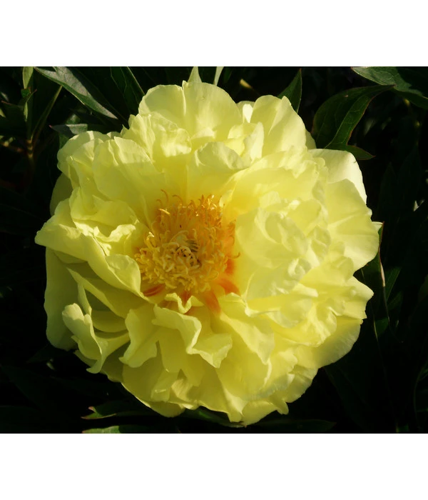 Edel-Pfingstrose 'Bartzella' 3 Edel-Pfingstrose 'Bartzella'