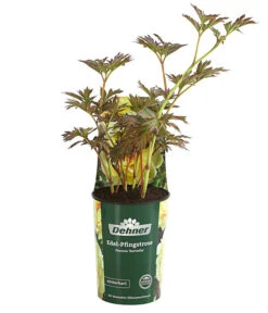 Edel-Pfingstrose 'Bartzella' 6 Edel-Pfingstrose 'Bartzella' -Biohort || LECHUZA Verkaufsgeschäft 8022188 PR FS 001 PaeoniaBartzellaGelbPfingstrose4LDehnerExpressHerzig