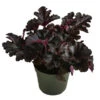 Purpurglöckchen 'Black Pearl®' -Biohort || LECHUZA Verkaufsgeschäft 8025942 WE FS 001 HeucheraBlackPearlT15