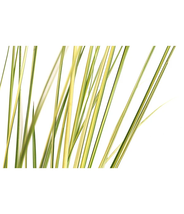 Pampasgras 'Julia' 4 Pampasgras 'Julia' – Bild 2