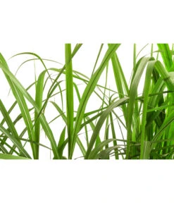 Chinaschilf 'Malepartus' In Pflanztasche, Ca. B100 Cm -Biohort || LECHUZA Verkaufsgeschäft 8050239 WE DE 001 BigBagSichtschutzGraeserChinaschilfGingantheus