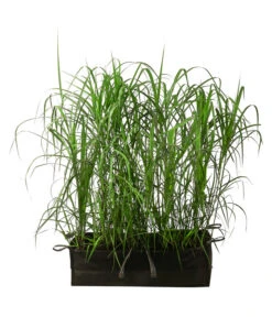 Chinaschilf 'Malepartus' In Pflanztasche, Ca. B100 Cm