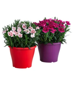 Garten-Nelke, Zweifarbig, Verschiedene Sorten -Biohort || LECHUZA Verkaufsgeschäft 8050643 WE FS 001 NelkeDianthusInSortenT19