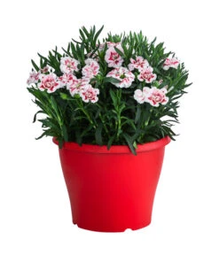 Garten-Nelke, Zweifarbig, Verschiedene Sorten -Biohort || LECHUZA Verkaufsgeschäft 8050643 WE FS 002 NelkeDianthusInSortenT19